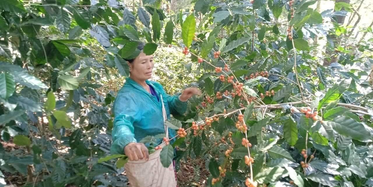 コーヒーの木から実を収穫する農家の女性